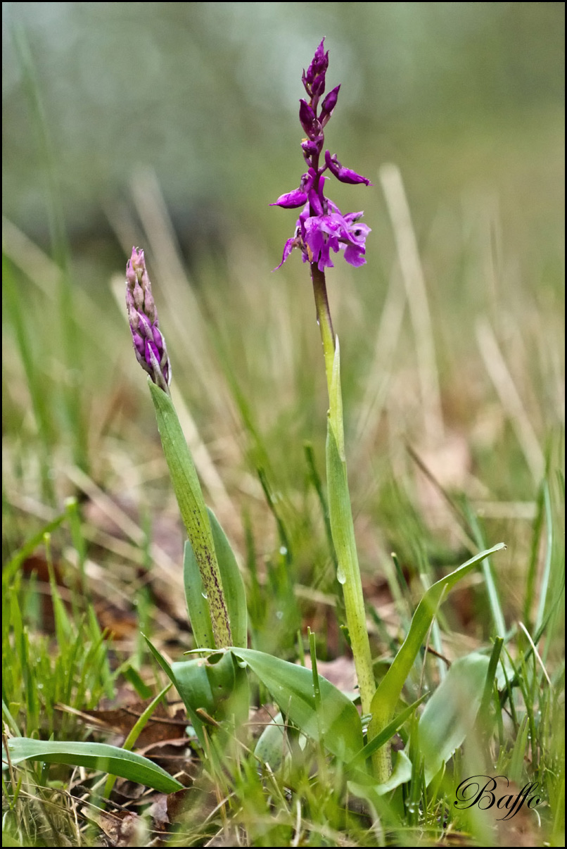 Orchis mascula subsp. speciosa